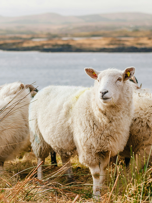 Ireland nature