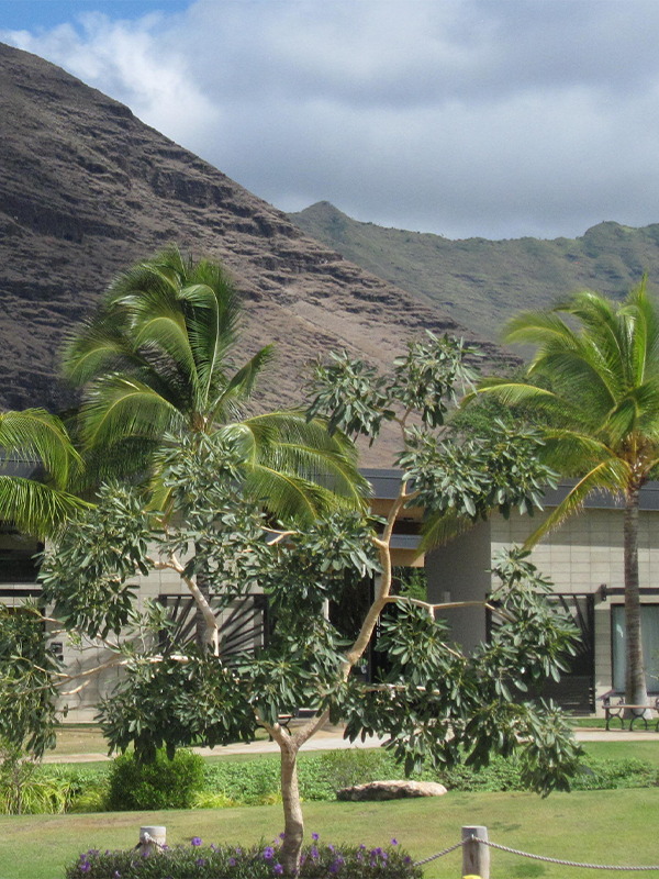 Jardin tropical avec palmiers et montagnes près d’un bâtiment moderne à Hawaï.