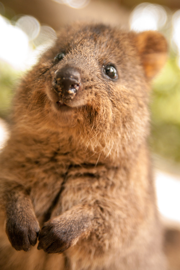 petit quokka souriant