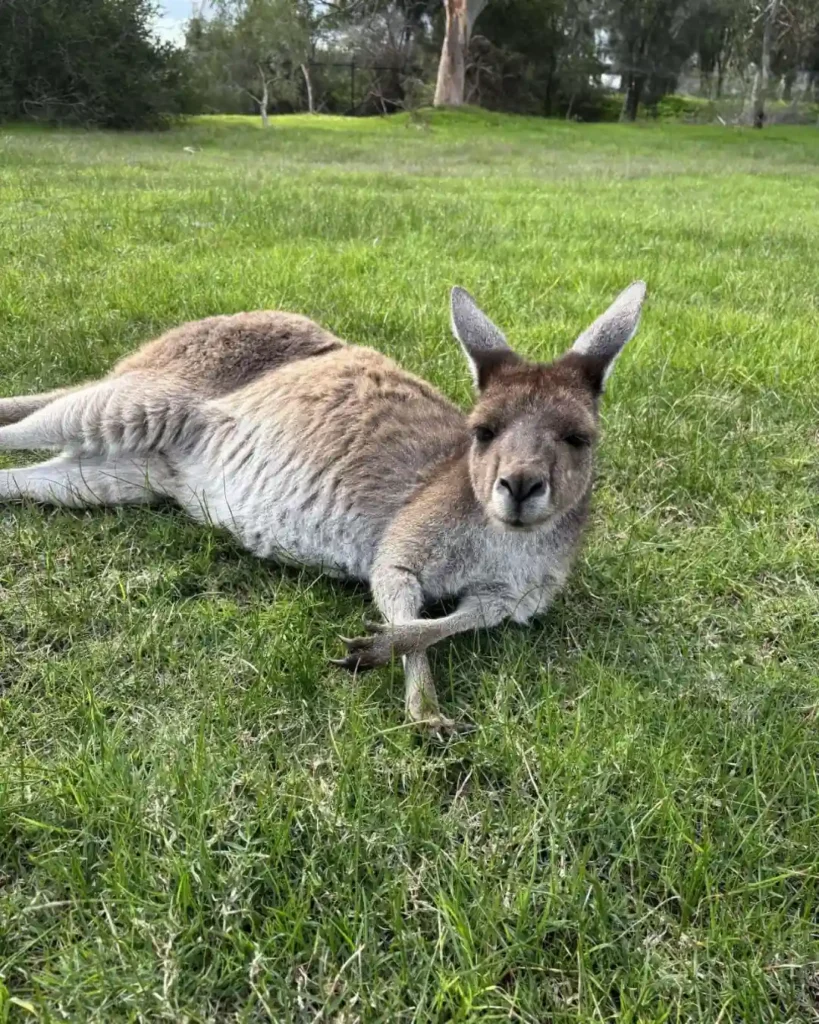 Kangourou en Australie